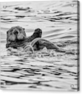 Monochrome Sea Otter Acrylic Print