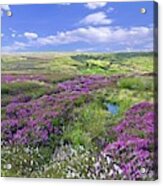Moorland Heather And Cottongrass Acrylic Print