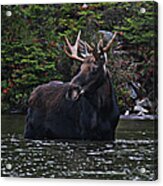 Moose Alces Alces Standing In Water Acrylic Print