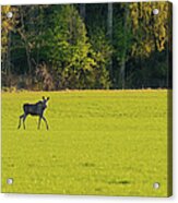 Moose In Värmland Sweden Acrylic Print