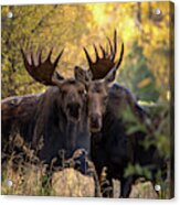 Moose Love Acrylic Print