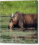 Moose Munchies- Cow Moose Feeding In A Pond Acrylic Print