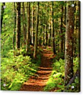 Morning Green Mountain Forest Acrylic Print