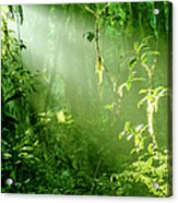 Morning In Rainforest Acrylic Print