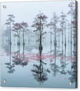 Morning Reflection Of Cypress Trees In The Fog Acrylic Print