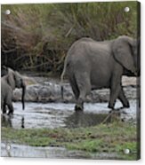 Following Mom Acrylic Print