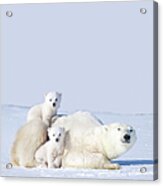 Mother Polar Bear With Cubs, Canada Acrylic Print