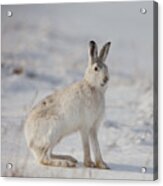 Mountain Hare Sits In Snow Acrylic Print