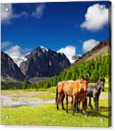 Mountain Landscape With Grazing Horses Acrylic Print