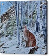 Mountain Lion Acrylic Print