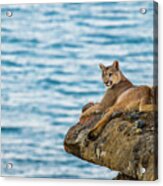 Mountain Lion Lounging, Torres Del Paine Acrylic Print