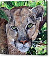 Mountain Lion Portrait Acrylic Print