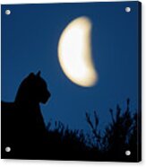 Mountain Lion Under The Patagonian Moon Acrylic Print