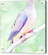 Mourning Dove Digital Art Acrylic Print