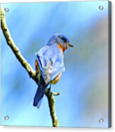 Mr Bluebird - Male Bluebird Art Acrylic Print