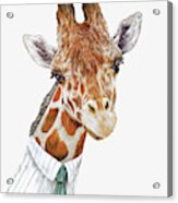 Mr Giraffe Acrylic Print