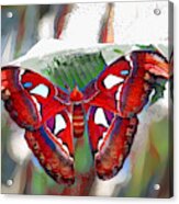 Ms. Butterfly Acrylic Print