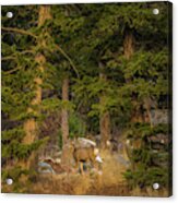 Mule Deer, Freemont Lake, Wyoming Acrylic Print