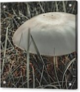 Mushroom 1 Acrylic Print