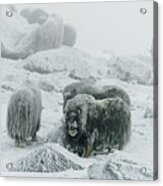 Musk Ox, Between The Fog And Frost Acrylic Print