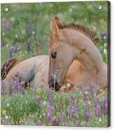 Wild Mustang Foal In The Wildflowers Acrylic Print