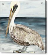 Muted Perched Pelican Acrylic Print
