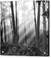 Mystical Forest, Monterey, California 81 Acrylic Print