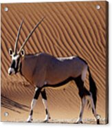 Namib Desert Dune And Oryx Acrylic Print