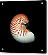 Nautilus Shell Against Black Acrylic Print