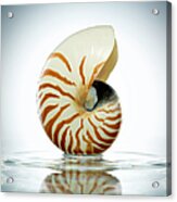 Nautilus Shell In A Still Pool Of Water Acrylic Print