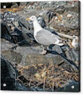 Nesting Gull At Halfway Rock In Casco Bay Acrylic Print