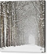 Netherlands, Beech Trees In Snow Storm Acrylic Print