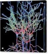 Neuron Field Vector Blue Green Acrylic Print