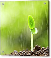 New Life In Rain Acrylic Print