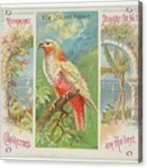 New Zealand Parrot Acrylic Print
