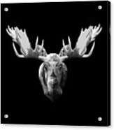 Night Moose Acrylic Print