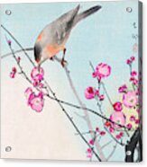 Nightingale Acrylic Print