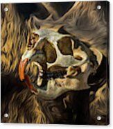 North American Porcupine Skull 01 - Fhsm 36400 Acrylic Print
