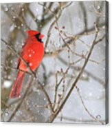 Northern Cardinal In Snow #1 Acrylic Print