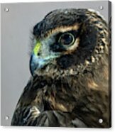 Northern Harrier Head Shot 3 Acrylic Print