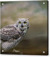 Owl Eyes Acrylic Print