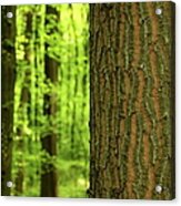Oak Tree Trunk Bark Foreground With Acrylic Print