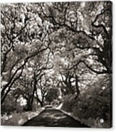 Oak Trees Lining The Road In The Point Acrylic Print