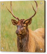 Oconaluftee Elk Portrait, Painterly Acrylic Print