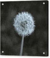 One In A Field Acrylic Print