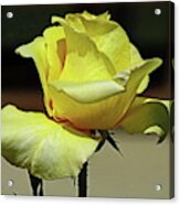 One More Yellow Rose Acrylic Print
