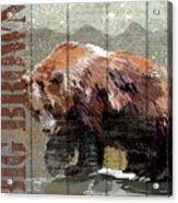 Open Season Bear Acrylic Print