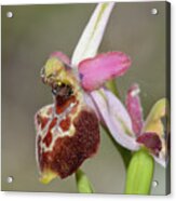 Ophrys Exaltata Montis-leonis Acrylic Print