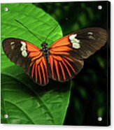 Orange And Black Longwing Butterfly Acrylic Print