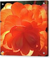 Orange Begonia Acrylic Print